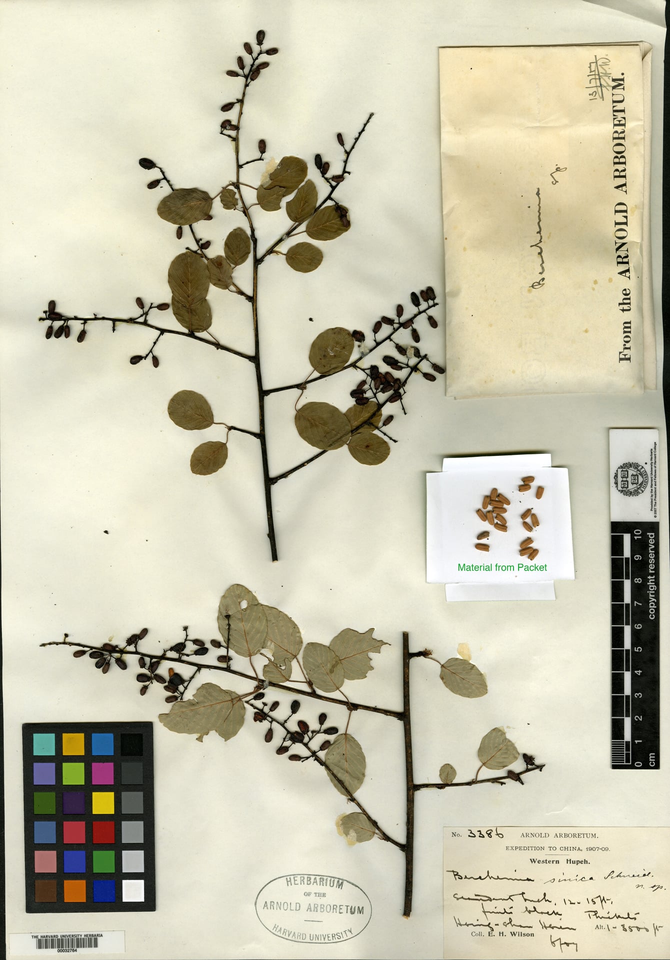 Berchemia sinica — photo