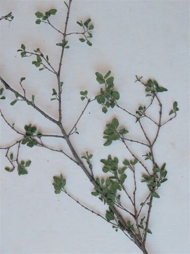 Berchemia zeyheri (Pink ivory) — photo