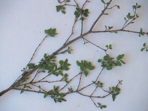 Berchemia zeyheri