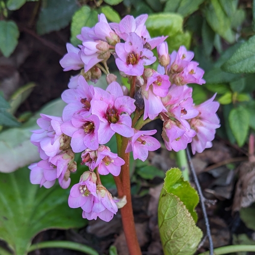 Bergenia crassifolia (Siberian tea) — photo