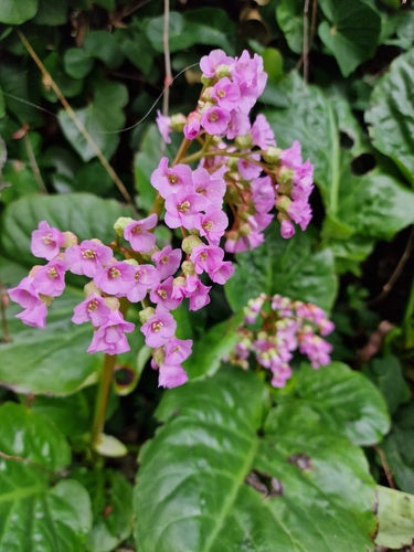 Bergenia crassifolia (Siberian tea) — photo