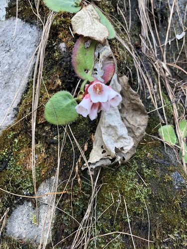 Bergenia ligulata — photo