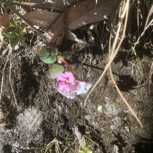 Bergenia ligulata — photo