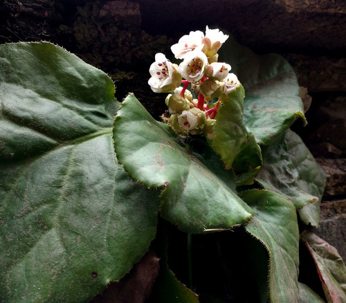 Bergenia ligulata