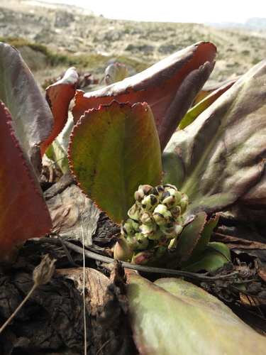 Bergenia stracheyi — photo