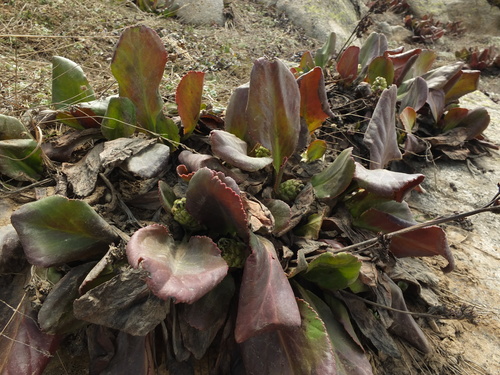 Bergenia stracheyi — photo
