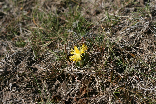 Bergeranthus multiceps — photo