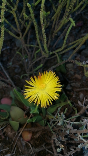 Bergeranthus multiceps