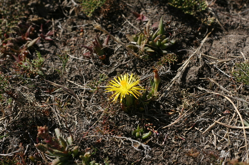 Bergeranthus multiceps — photo