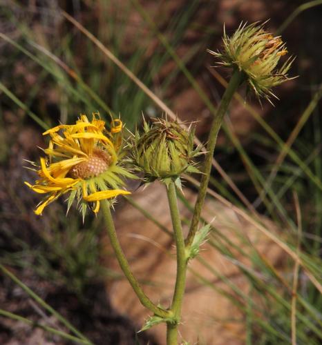 Berkheya discolor — photo