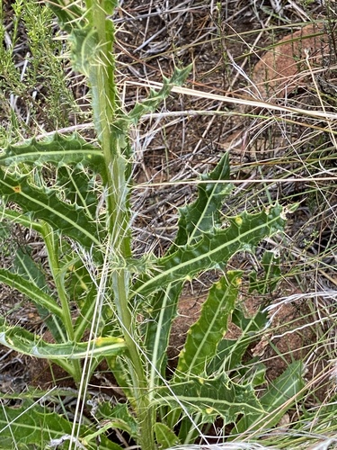 Berkheya discolor — photo
