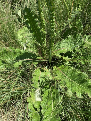 Berkheya radula — photo
