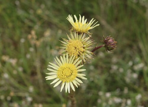 Berkheya radula