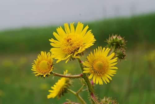 Berkheya setifera (Buffalo tongue Berkeya) — photo