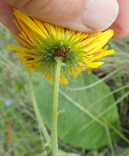 Berkheya setifera (Buffalo tongue Berkeya) — photo