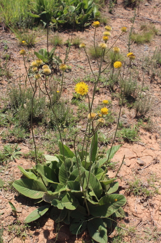 Berkheya setifera