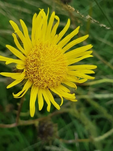 Berkheya zeyheri (Woodland sun daisy) — photo