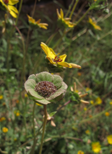 Berlandiera lyrata (Brooch flower) — photo