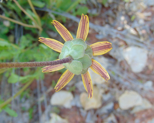 Berlandiera lyrata (Brooch flower) — photo