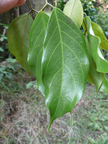 Berlinia confusa (Red oak) — photo