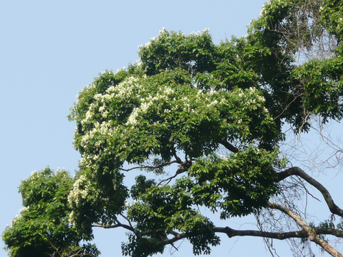 Berlinia confusa (Red oak) — photo