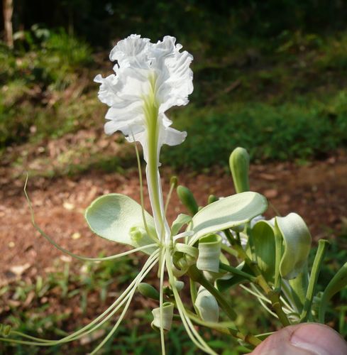 Berlinia confusa