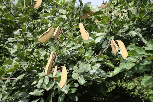 Berlinia grandiflora — photo
