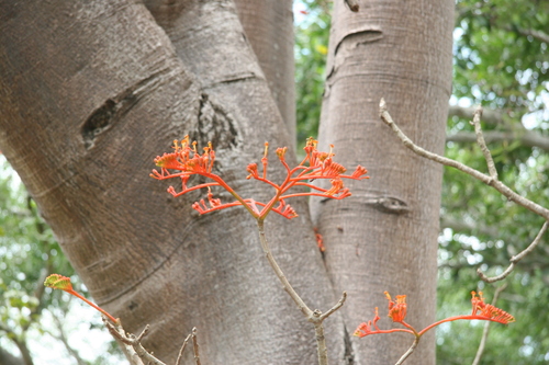Bernoullia flammea (Amapola blanca) — photo