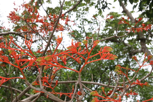 Bernoullia flammea
