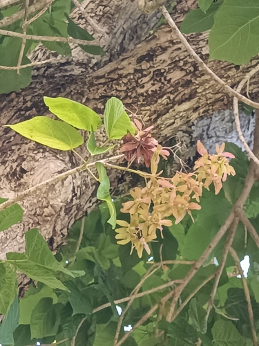 Berrya cordifolia (Trincomalee wood) — photo