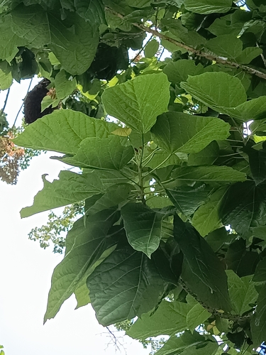 Berrya cordifolia (Trincomalee wood) — photo