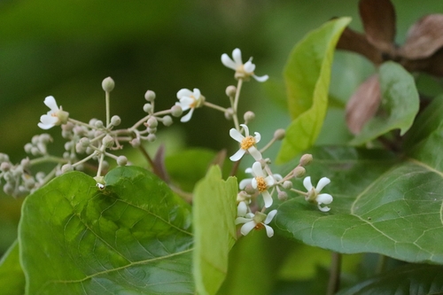 Berrya cordifolia