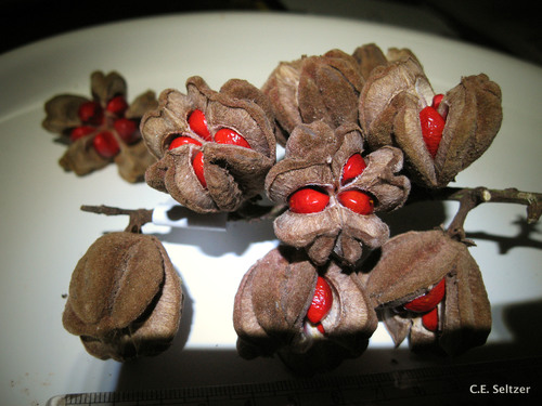 Bersama abyssinica (Winged bersama) — photo