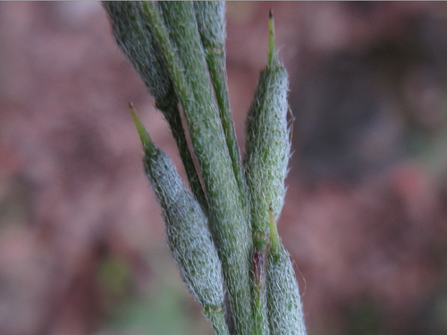 Berteroella maximowiczii — photo