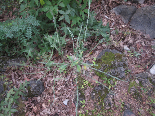 Berteroella maximowiczii — photo