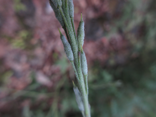 Berteroella maximowiczii