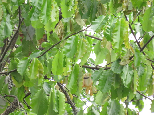 Bertholletia excelsa (Brazil nut) — photo