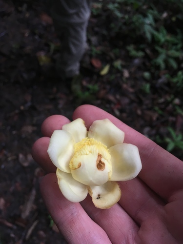 Bertholletia excelsa (Brazil nut) — photo
