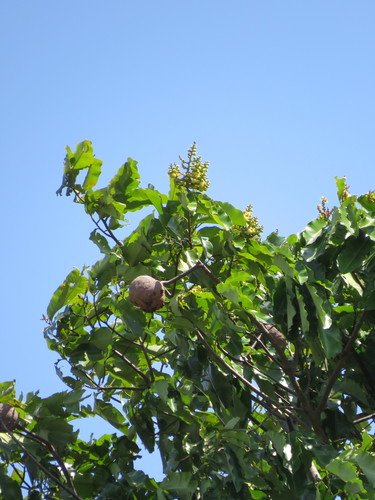 Bertholletia excelsa