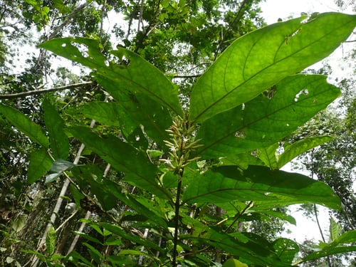 Bertiera racemosa (Kakadua) — photo