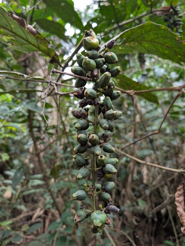 Bertiera racemosa (Kakadua) — photo