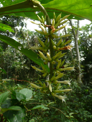 Bertiera racemosa
