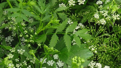 Berula erecta