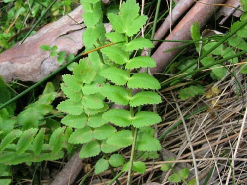 Berula erecta subsp. thunbergii