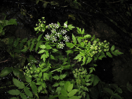 Berula erecta subsp. thunbergii (Toothache root) — photo