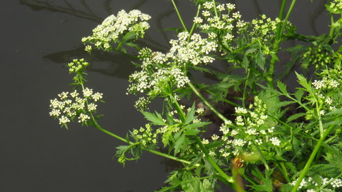 Berula erecta subsp. thunbergii (Toothache root) — photo