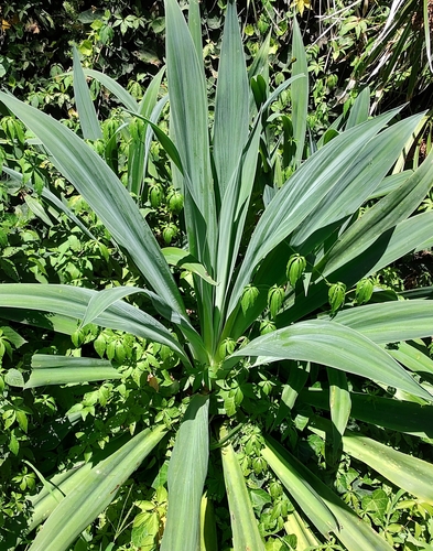 Beschorneria yuccoides (Mexican lily) — photo