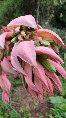 Beschorneria yuccoides (Mexican lily) — photo