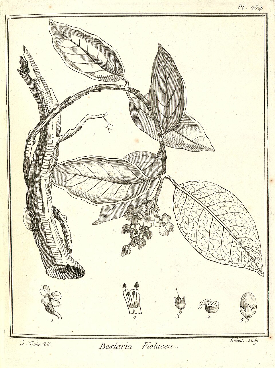 Besleria violacea