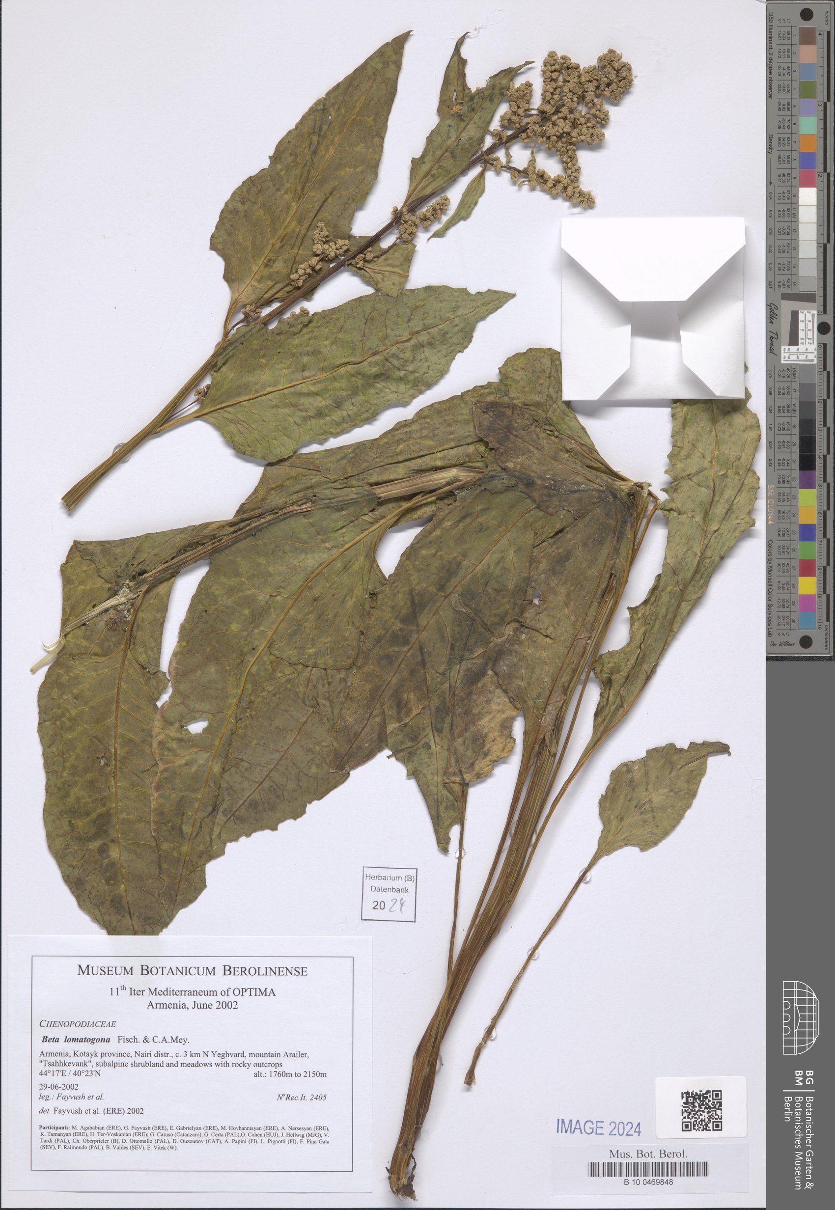 Beta lomatogona